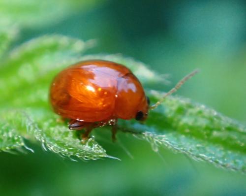 Réf. 270 502 : Sphaeroderma sp.
